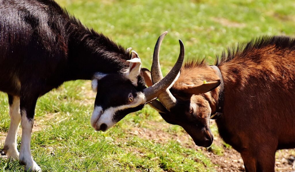 two animals head to head like framer vs webflow